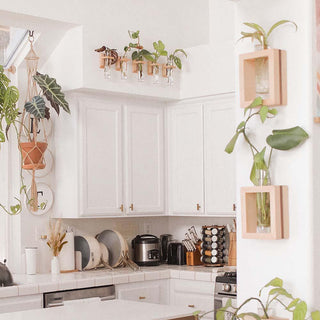 Propagation Container - Dark Walnut
