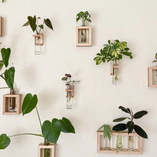 Propagation Container - Light Maple