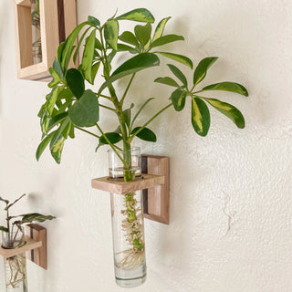 Propagation Container - Light Maple